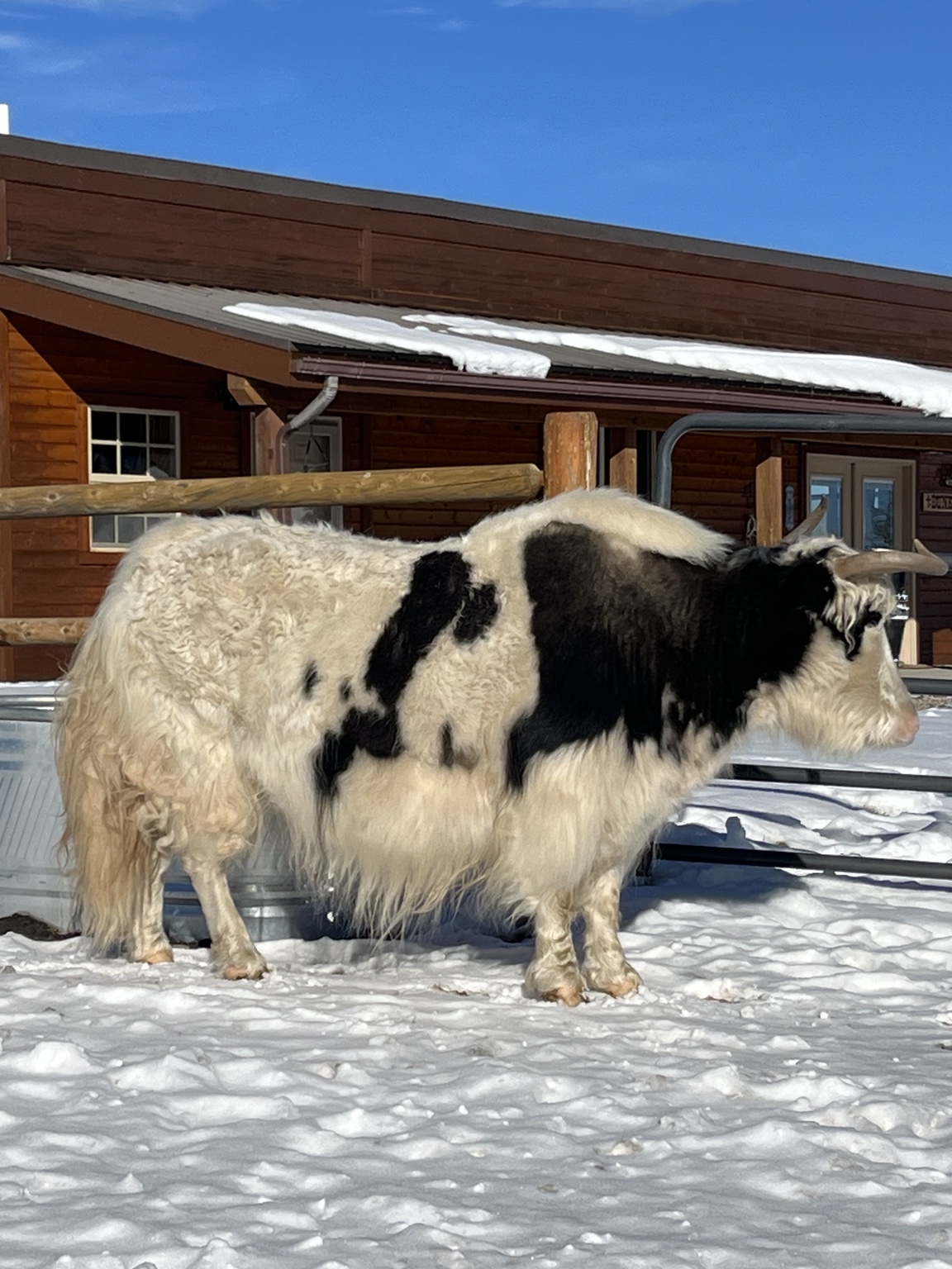 Black and white yak standing in snow near the ranch buildings