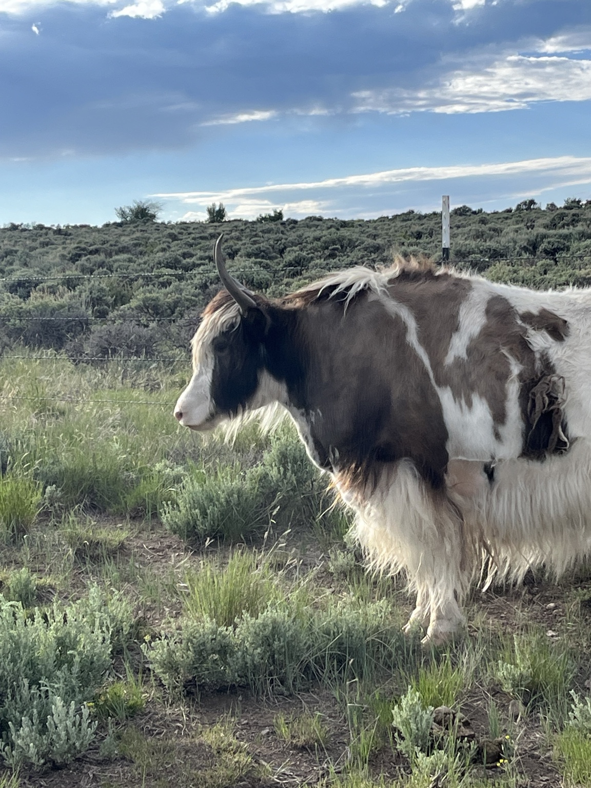 Brown and white yak in profile in summer pasture