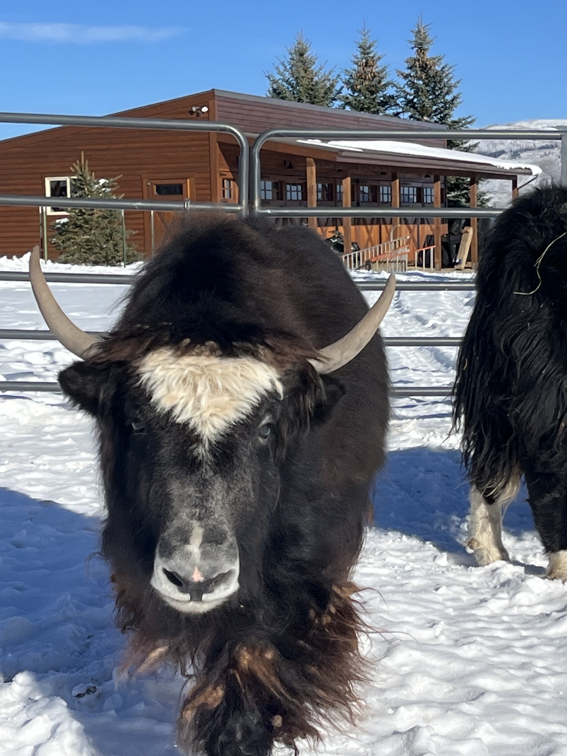 Close-up of a dark yak facing the camera in snow