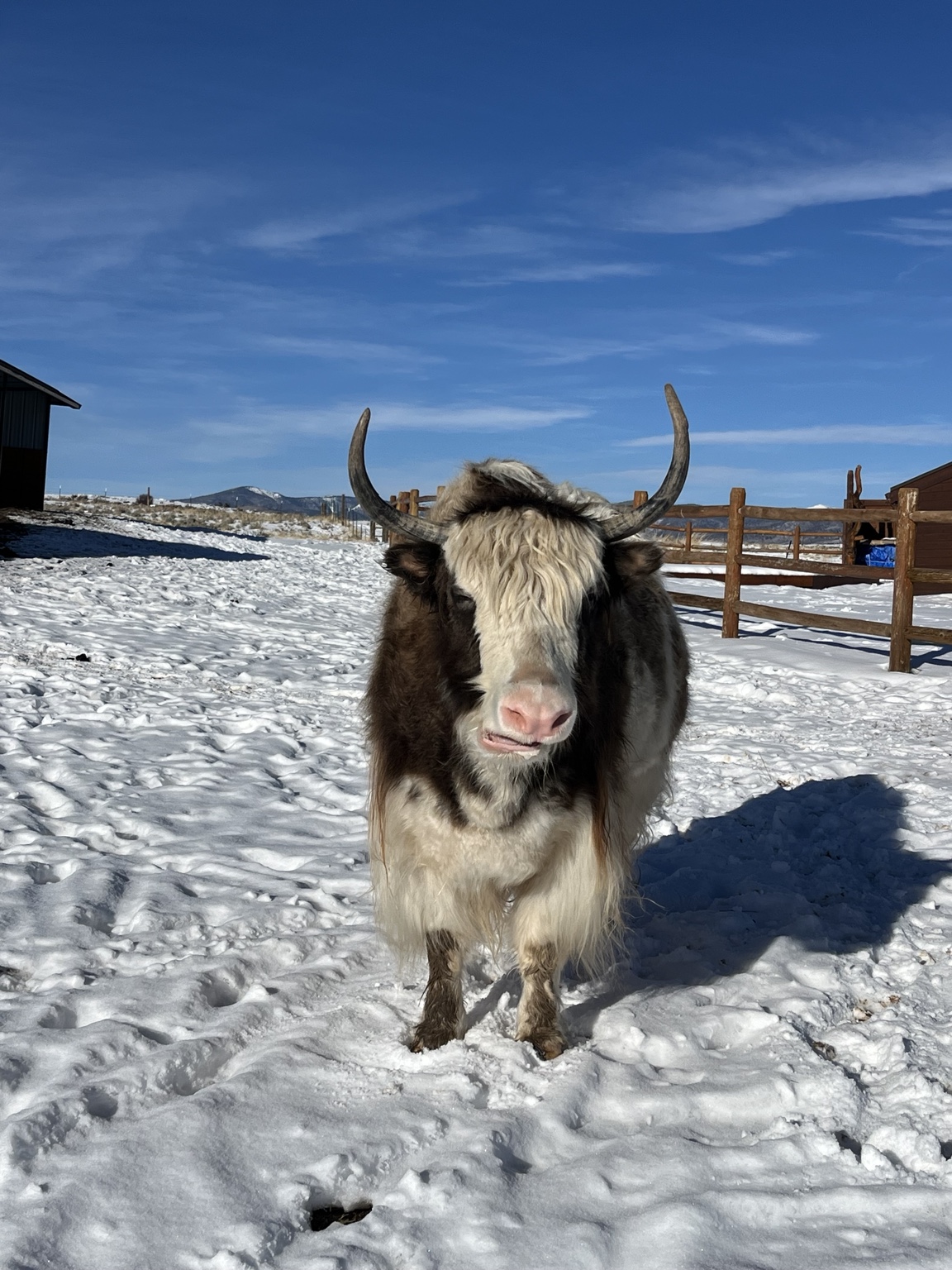 Brown and white yak facing forward on a snowy ranch day