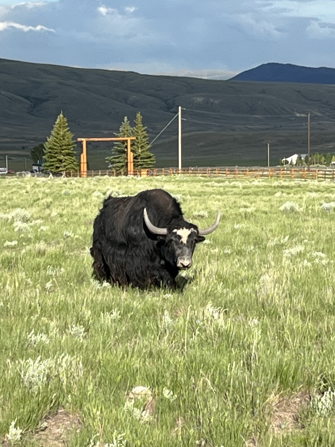 Black yak grazing with the ranch entrance in the background