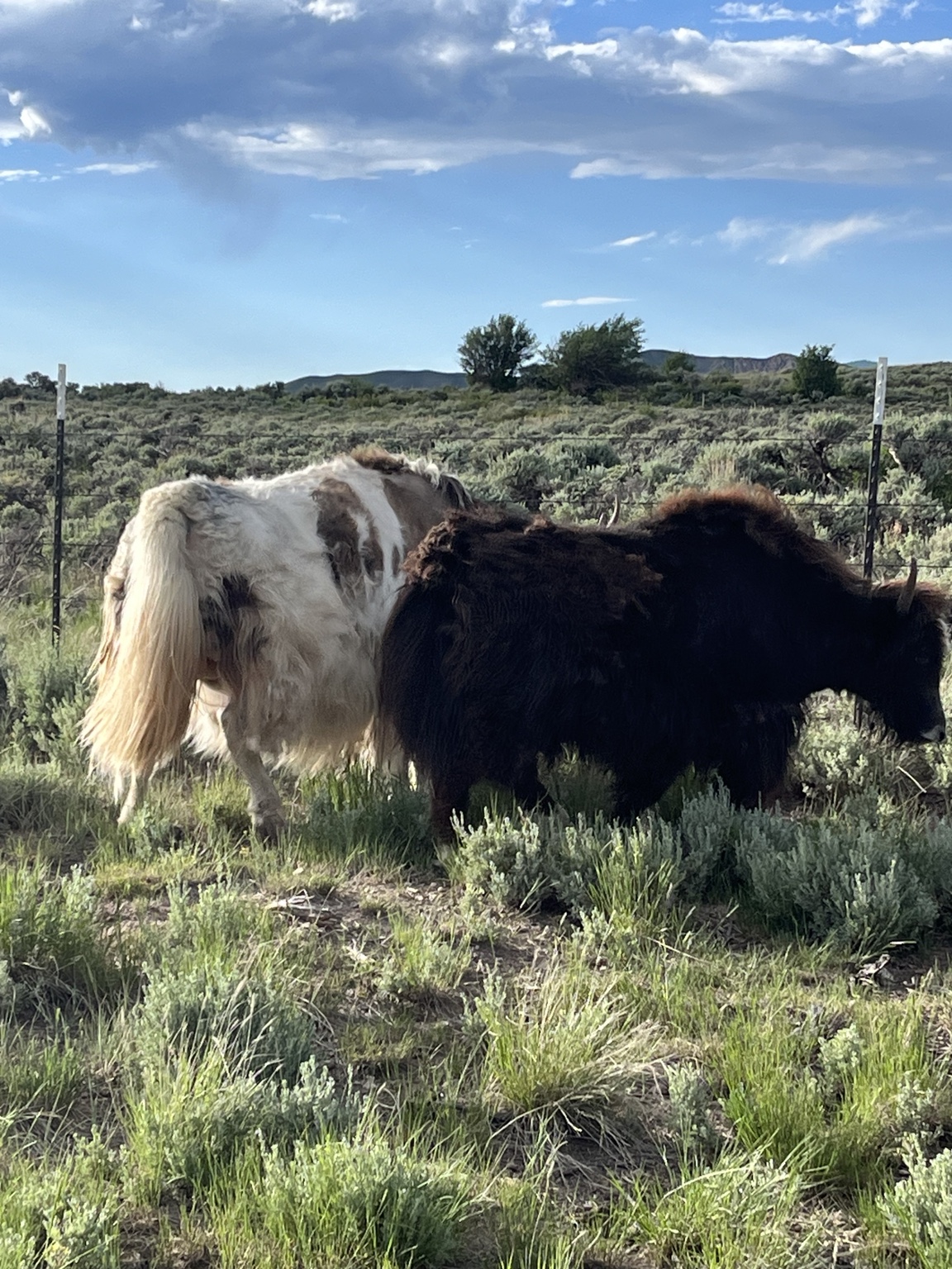 Two yaks walking together through summer pasture
